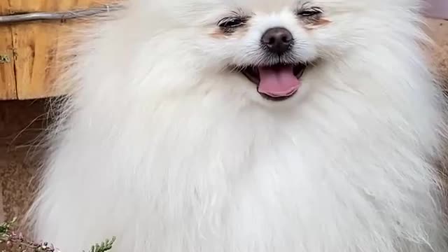 Cute dog 🐕 and funny videos 😂😂😂