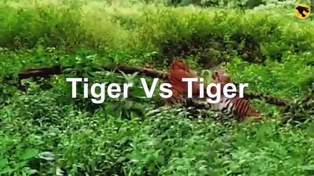 Terrific and Horrifying Moments of Wild Animals | Wild Animals Fighting | Wild Animals Viral Video