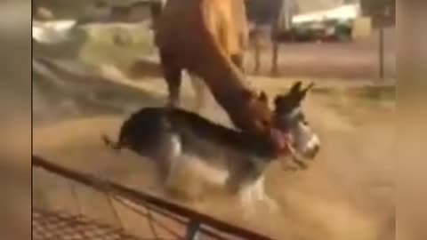 Incredible fight between Camel and dog