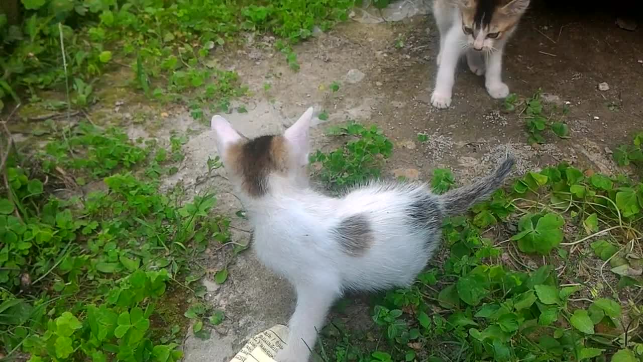 Kitten Playing With Mouse