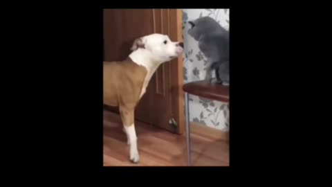 Short video dog cat fights