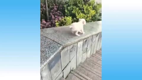 Funny dogs video and dance