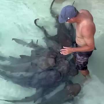 In structure talks to nurse sharks.....