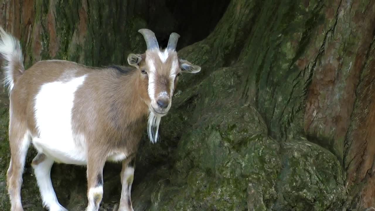 Goat with small horns