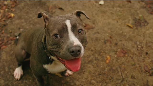 The most naughty and funny dog