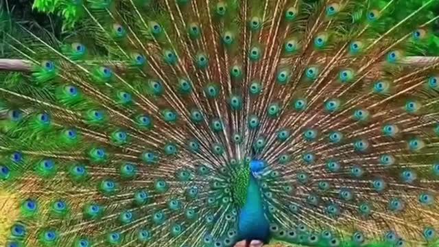 Colourful Peacock