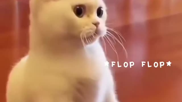 CUTEST CAT WILL CHEER YOU UP001