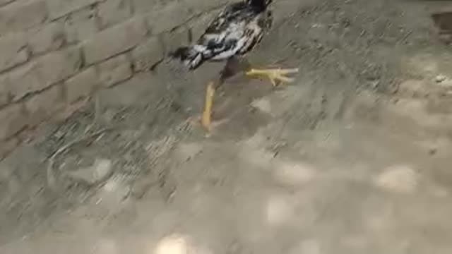 Baby Chicken Rooster Video By Kingdom Of Awais