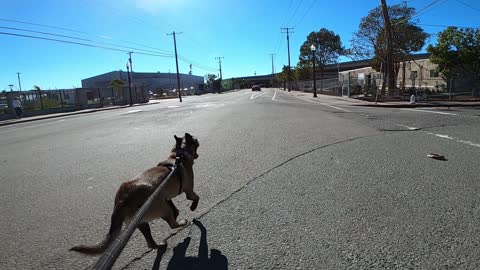 Belgain Malinois Puppy enjoying a run ( 10 months old )