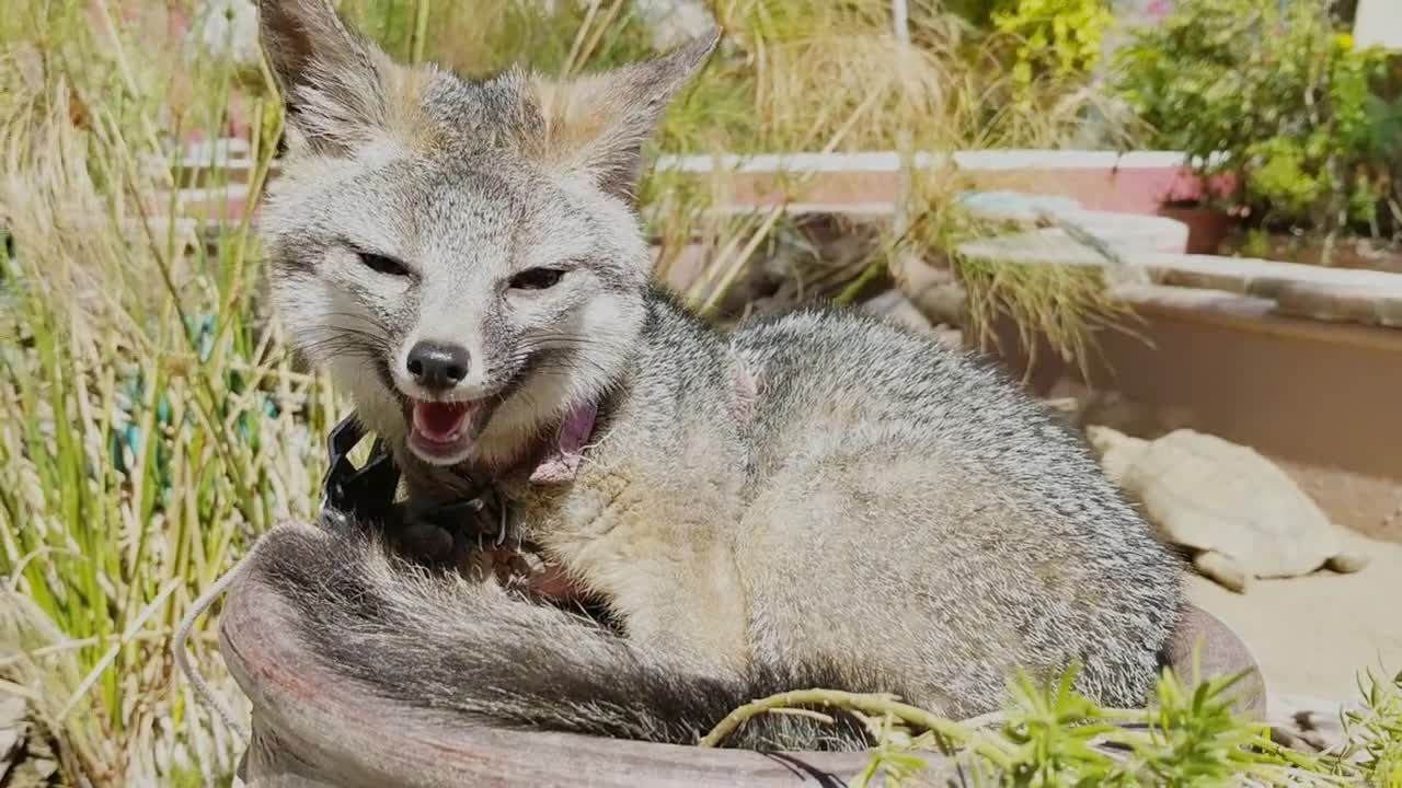 A Young Fox