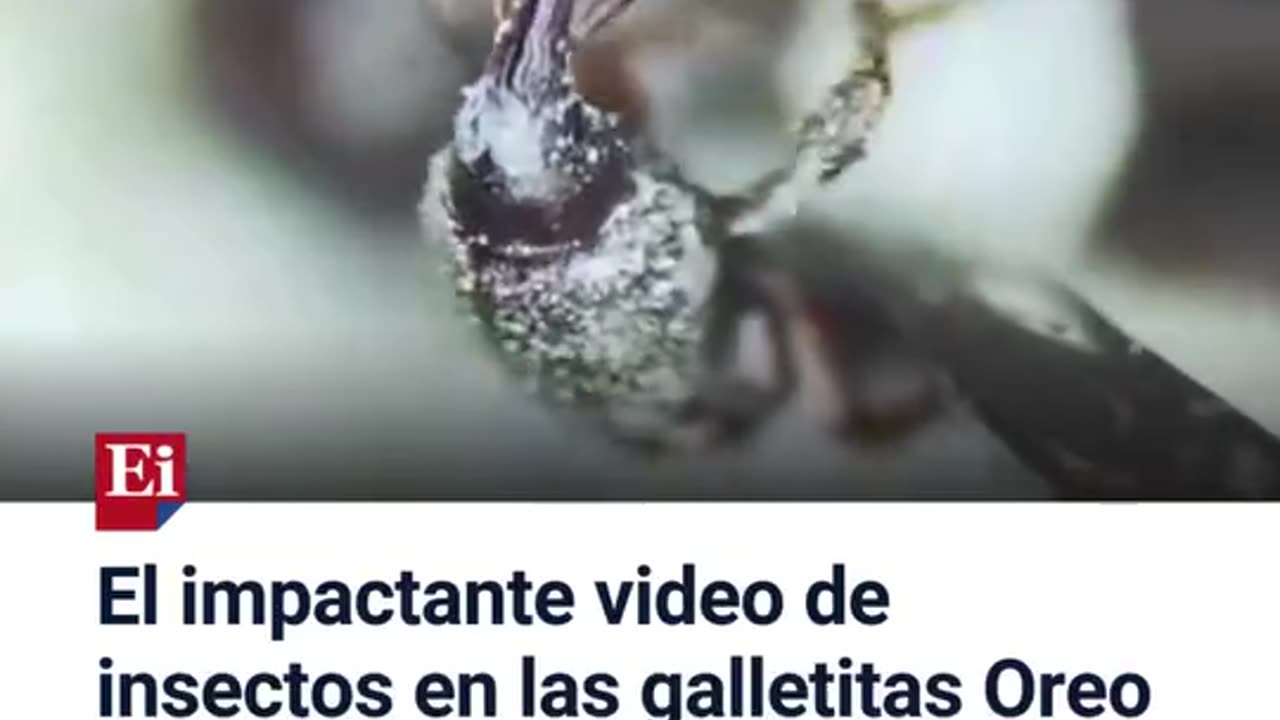 Una Oreo bajo el microscopio 🔬🍪