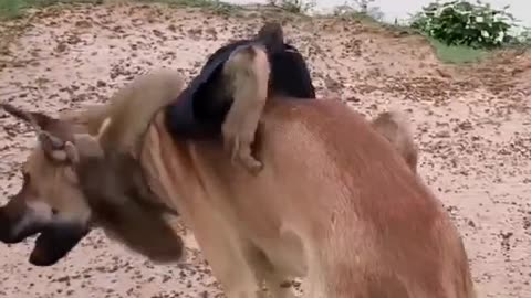 Monkey & dog funny video