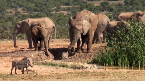 Baby Elephant Screams for Help