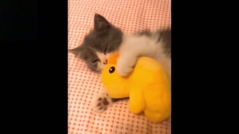 Cat 🐈 playing with a doll