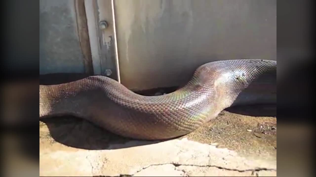 Cameraman Gets Too Close to Largest Snake in the World - Caught on Camera 2023