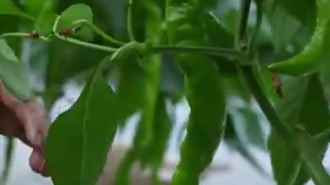 Long Green Chilli Harvest