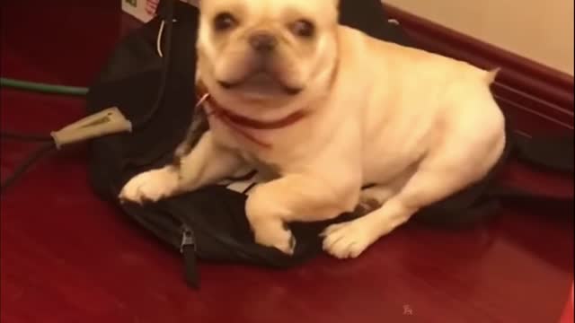 cute and funny baby dogs puppies24
