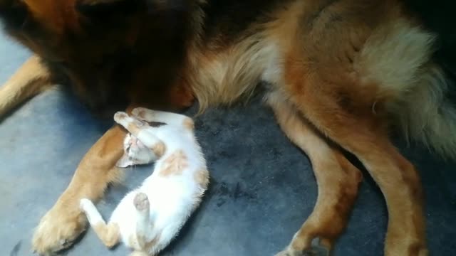 Cats & Dogs