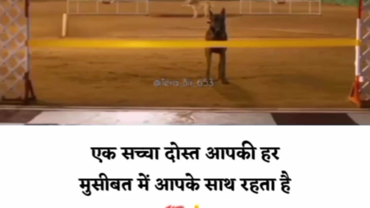 Sed dog lovers. Video. Very sed