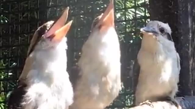 Laughing kookaburas