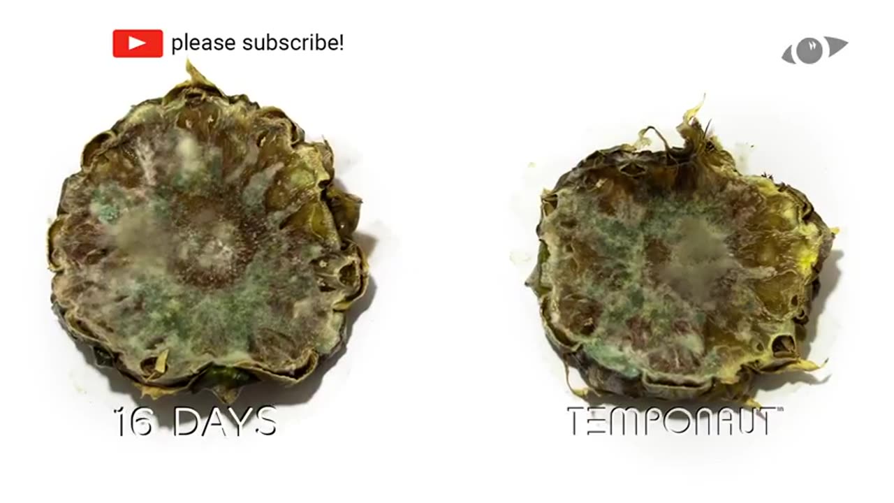 Pineapple Time Lapse Zeitraffer