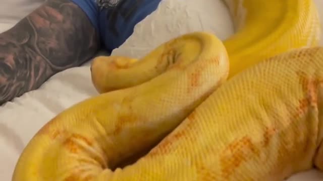 Snakes crawl over man as he takes a nap. Watch scary yet intriguing viral video