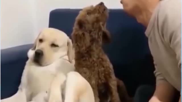 Top Funny dogs Videos Of The Weekly