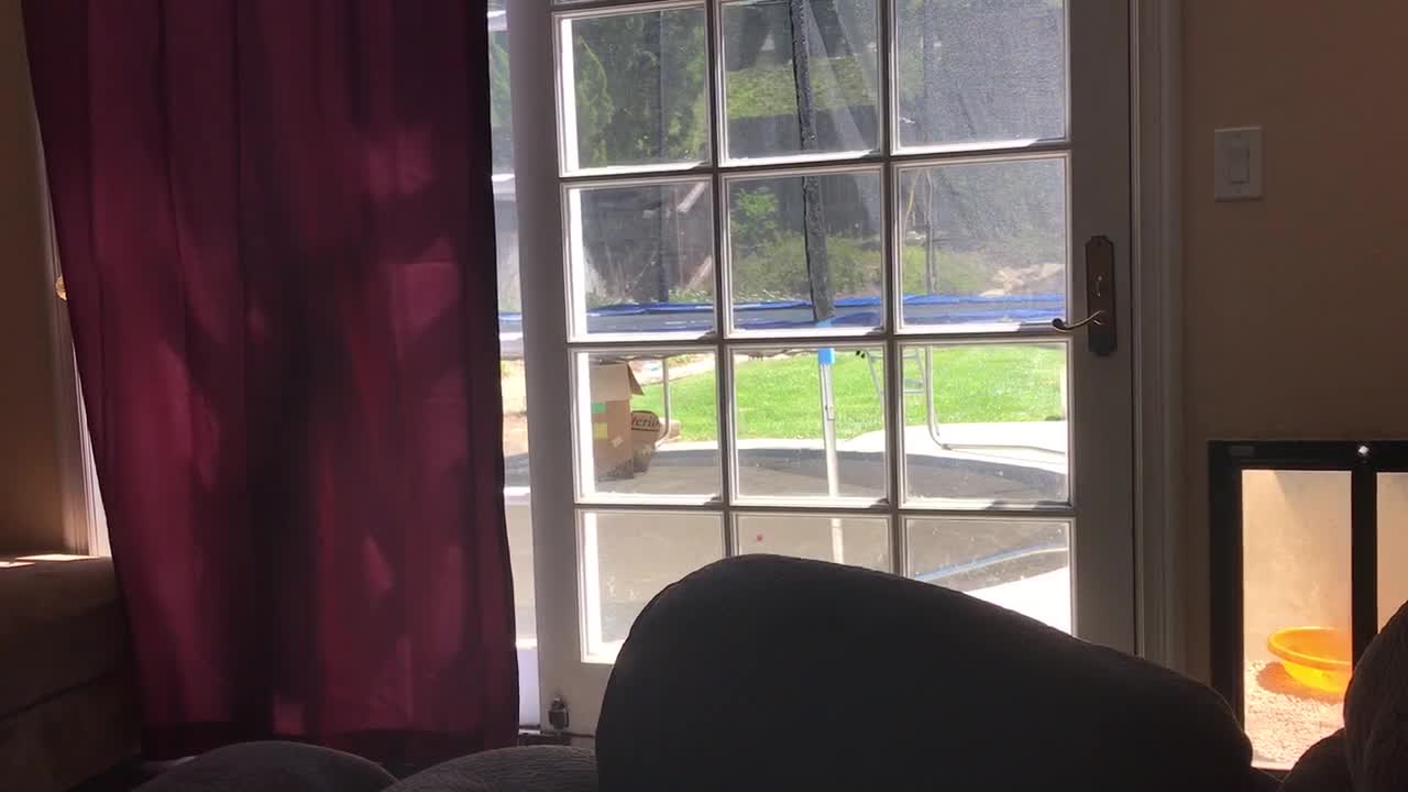 Funny Newfoundland plays hide-and-seek with little girl