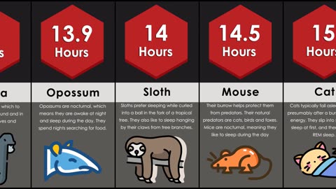 Probabiloty Comparision Animal sleep