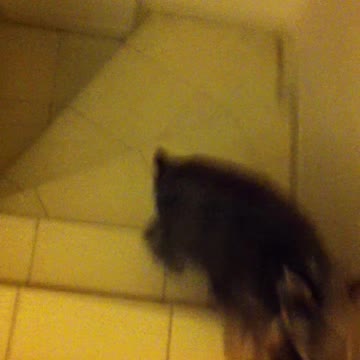 Clever doggie afraid stairs