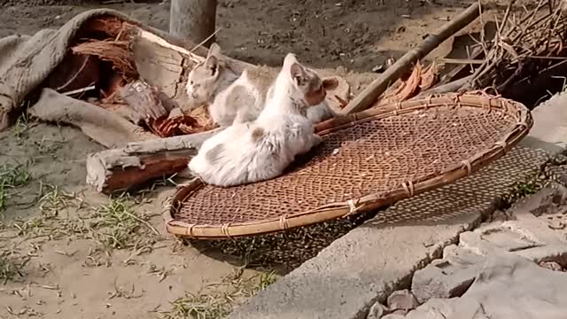 Cute cat 🐈