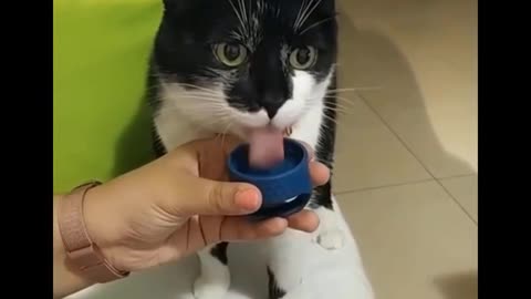 OmNomNom cat