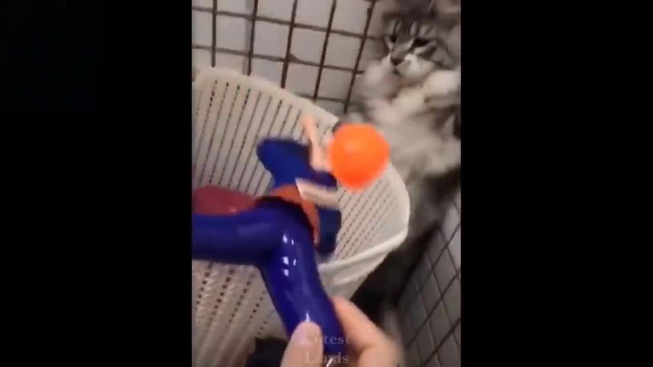 Funny Pets | Try Not To Laugh To These Pets Compilation Part 4