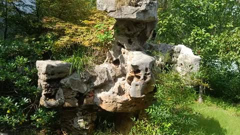 There are several plants growing on the rockery