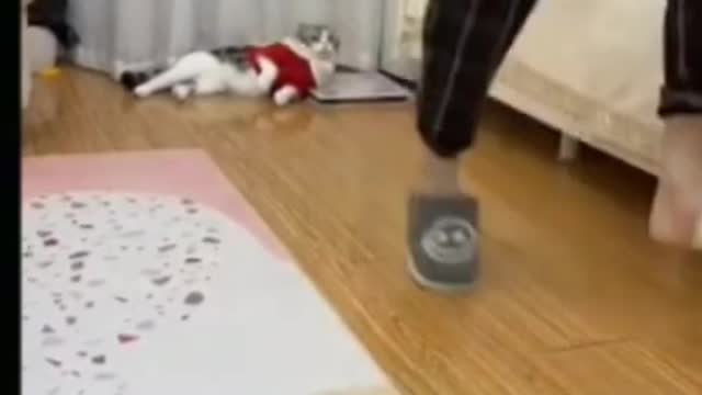 funny cats video never seen before in 2021