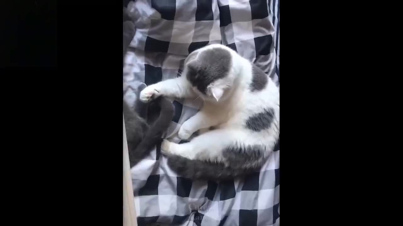 cute funny cats got to watch