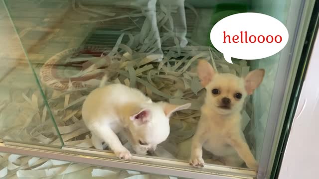 2 cute chihuahua puppies