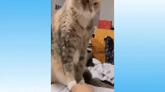 funny cats for you to smile two