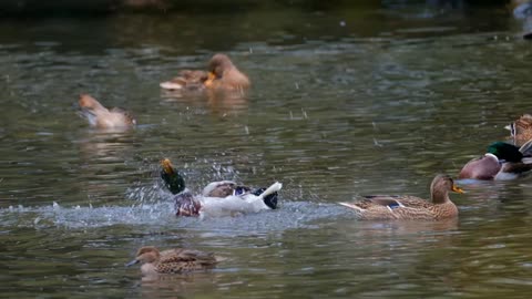 Nice video of ducks swimming and bathing in the pool