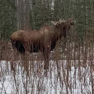 Another Moose by the house!