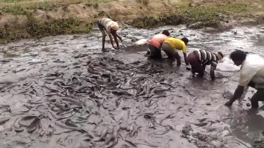 Amazing Catching Catfish in River - Funny village Fishing Video