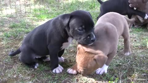 Pitbull puppies HD