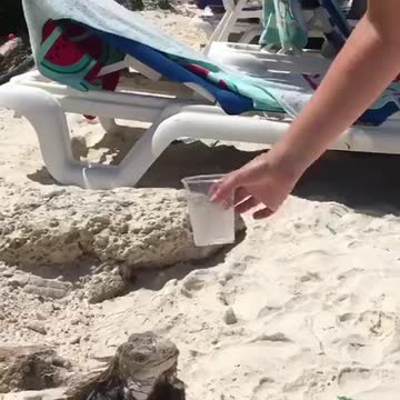Iguana bebe agua de un vaso