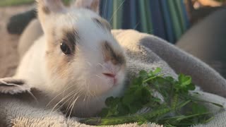 Baby mini lop eating fresh grass by hand.