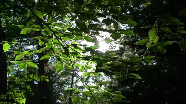 Beautiful tree under the sun