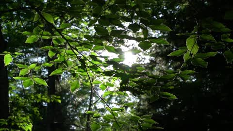 Beautiful tree under the sun