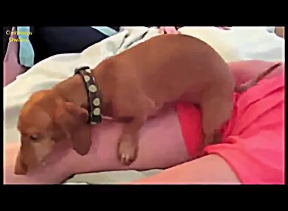 Dogs mistaking training as something else