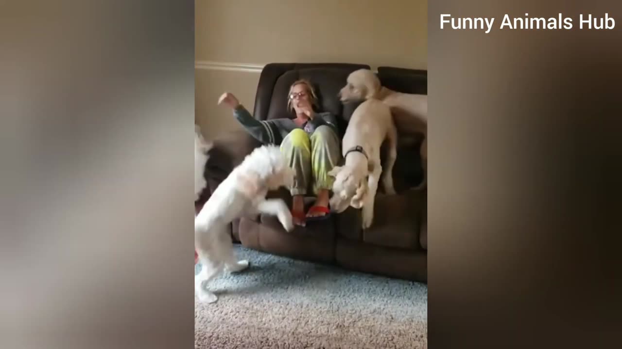 Funny animal videos