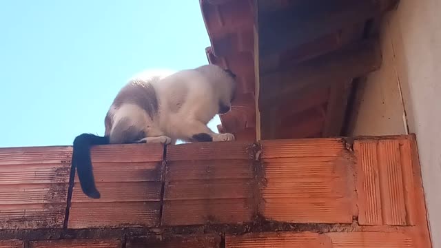 Gato