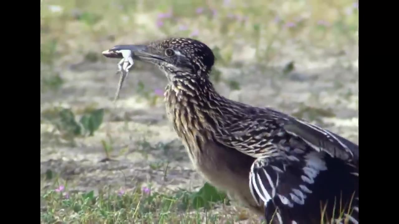 On the hunt with a bird born to run